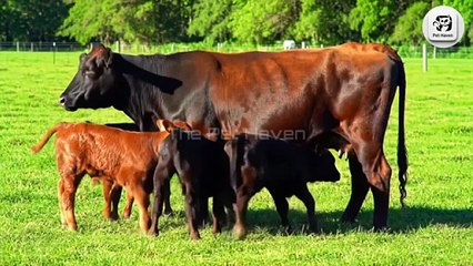 Most beautiful cows with Baby's