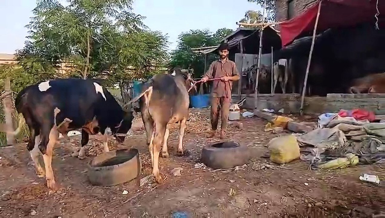 Qurbani ky Janwar/Bulls going cheep/2025/Good Size/Healthy/Average Rates 250000/-