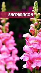 Flores en tendencia para este verano