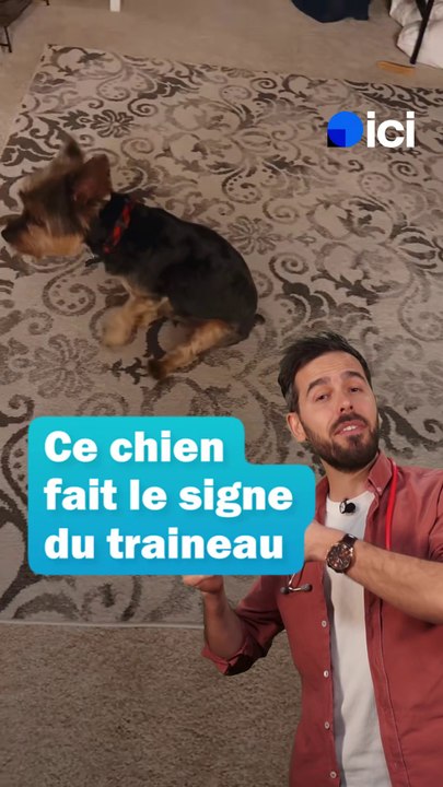 Vider les glandes anales de son chien