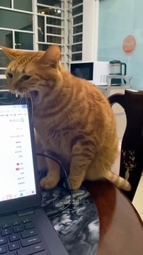 Cat caught doing something bad #cat #catsoftiktok #funny #funnycats #pets #cute #kitty #catlover #foryou