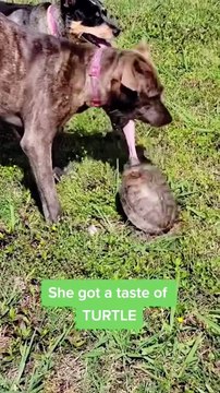 Funny dogs🤣🤣#funny #fyp #foryou #funnyvideos #funnyanimals #dog