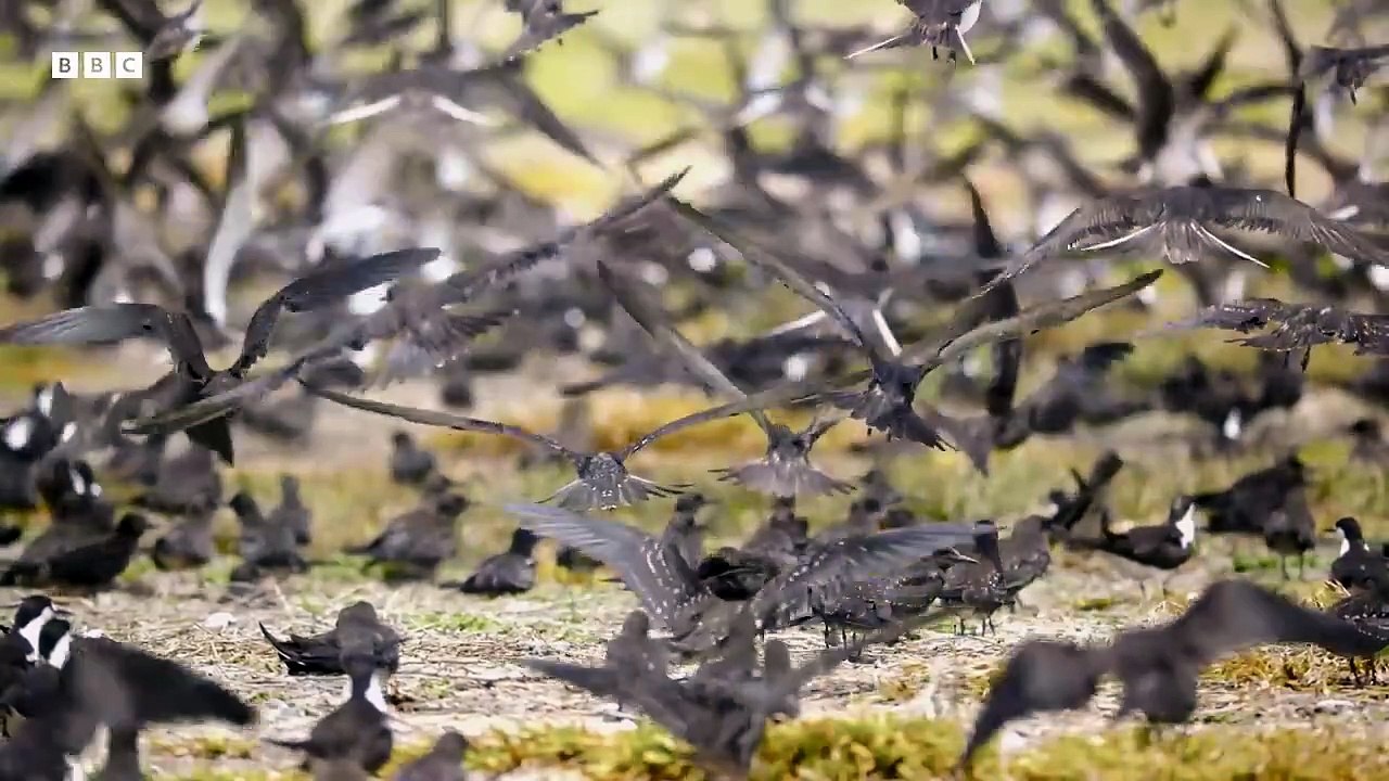 Greatest  BBC Earth