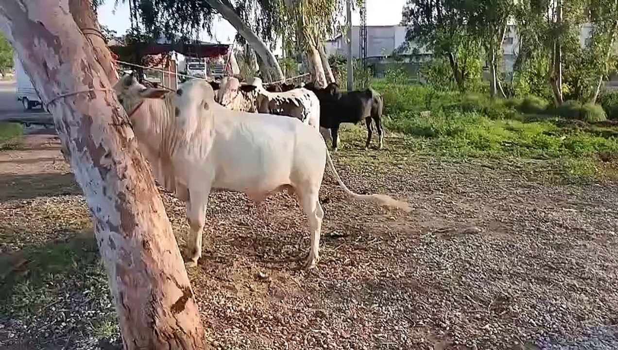 Qurbani ky Janwar/Bulls/Going Cheep/Bht he Sasty/Healthy/Good Price/Quality/Do Dant/Current Bulls