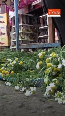 ADULTOS MAYORES GOLPEADOS POR AL CRISIS