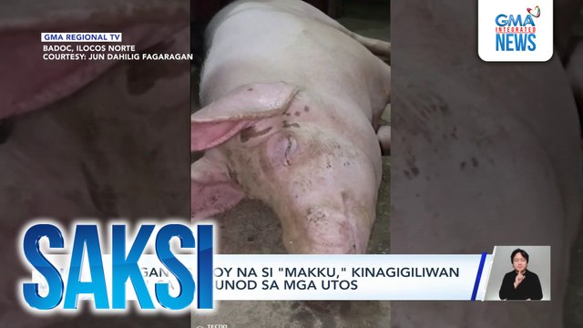Alagang baboy na si Makku, kinagigiliwan dahil sa pagsunod sa mga utos | Saksi