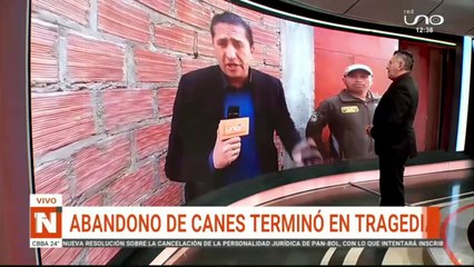 Canes sin Tensión Responsable: ¿Qué Necesitas Saber?