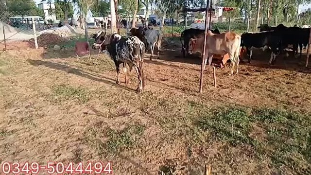 Rawat Mandi/Bulls/Low prices/Quality/Healthy/Come and get qurbani animals in low rates