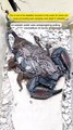 The Deadliest Scorpion on Earth – You Won’t Believe Its Venom