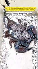 The Deadliest Scorpion on Earth – You Won’t Believe Its Venom