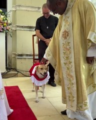 “CÃOroinha” conquista fiéis em encontro de coroinhas em MG