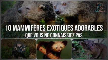 Les 10 Mammifères Exotiques les Plus Adorables Que Vous Ne Connaissiez Pas