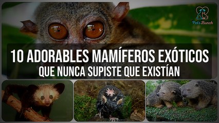 10 Mamíferos Exóticos Increíbles Que No Sabías Que Existían
