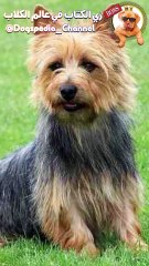 التيرير الأسترالي | Australian Terrier