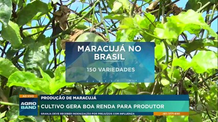 Cultivo de maracujá gera boa renda para produtor