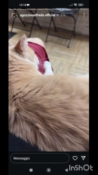 agozzino Alfredo i miei gatti e cani