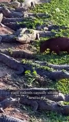 Why crocodiles don’t  Attack capybaras