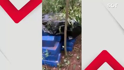 Polícia Federal e PM apreendem mais de 1 tonelada de maconha escondida em mata no oeste do Paraná