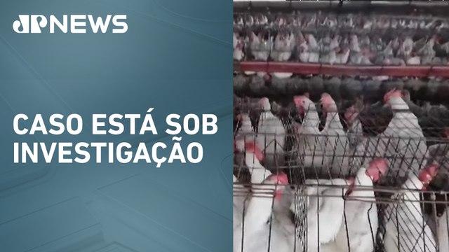 Estado de Minas Gerais decreta emergência sanitária por suspeita de foco de gripe aviária