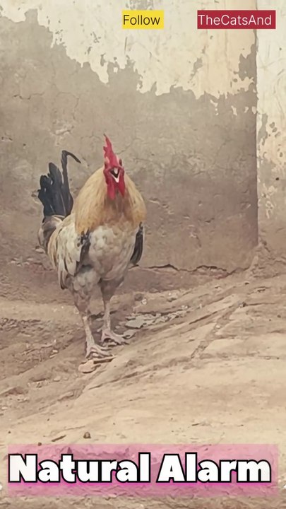 Rooster Natural Alarm | Rooster Sound | #foryou #bird #rooster #sound  @TheCatsAnd