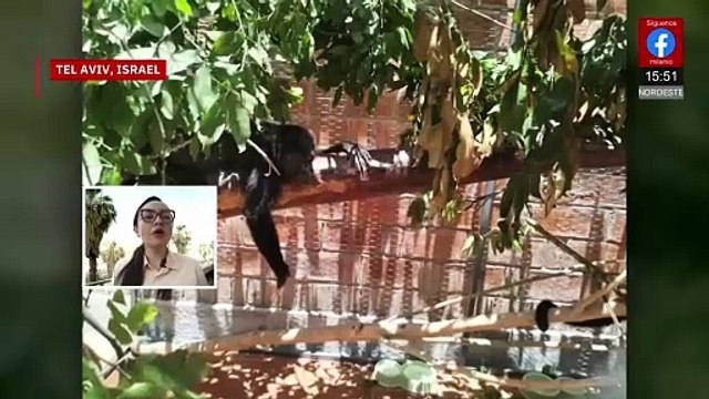 Monos saraguatos en peligro de extinción por el calor extremo | Milenio Hábitat