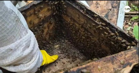 Familia en Colón promueve la apicultura como herramienta de conservación