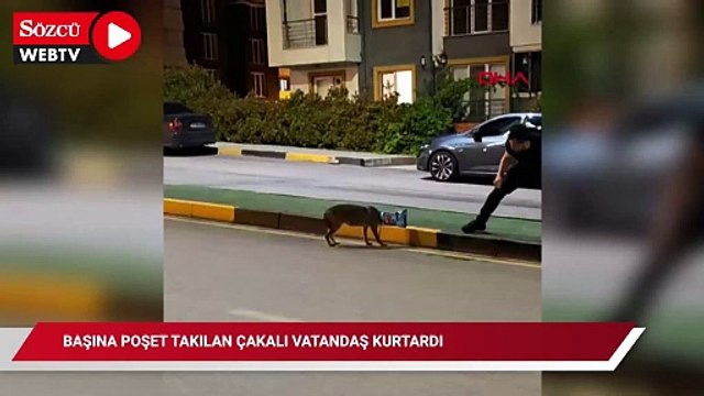 Başına poşet takılan çakalı vatandaş kurtardı; o anlar kamerada