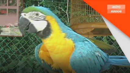 Singapura catat 42 kes penyeludupan haiwan