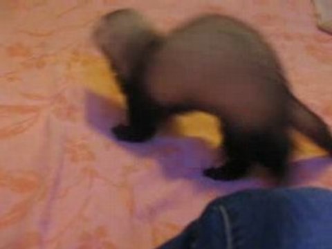 Ma furette, Candice [3]