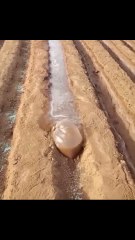 El ingenioso truco de un agricultor con una simple bolsa que está revolucionando el riego