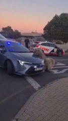 La surrealista sorpresa cuando un elefante marino aparece paseando por las calles de Ciudad del Cabo