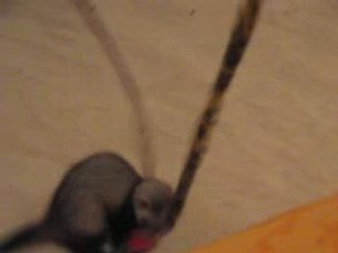 Ma furette, Candice [4]