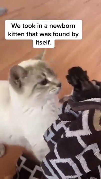 Cat new viral video 📸 cats love 😘 animals love 😘#shorts #shortvideos #viralvideos #viralshorts #funny #funnyvideos #cat #animals #love #care