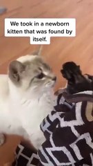 Cat new viral video 📸 cats love 😘 animals love 😘#shorts #shortvideos #viralvideos #viralshorts #funny #funnyvideos #cat #animals #love #care
