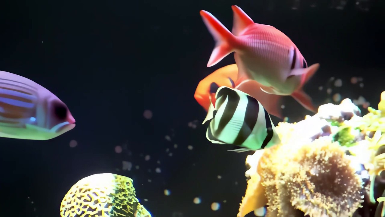 Aquariums Musée Monaco - été 2010 (remix)