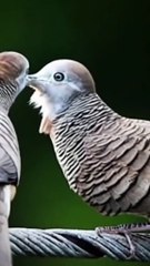 Burung perkutut