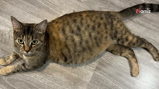 Ils sauvent une chatte et ses petits de la rue : quelques jours plus tard leurs soupçons se révèlent vrais