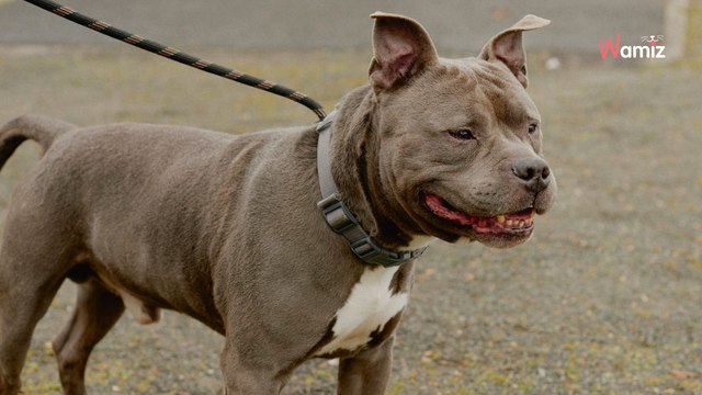 En fourrière depuis des mois, ce chien âgé a été placé sur la liste des euthanasies : il est urgent de le sortir de là