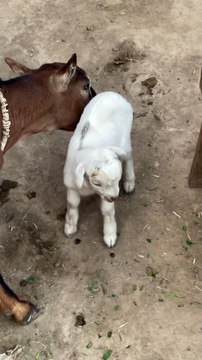Pets life #qurbani #cow #goat #baby