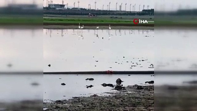 Göç yolunda olan Flamingoların dinlenme durağı Diyarbakır oldu