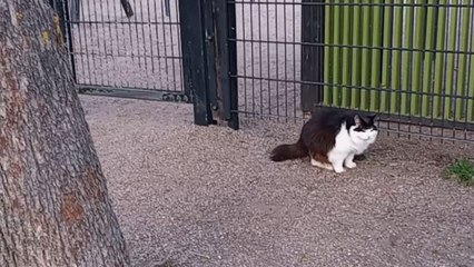Mischievous crow tries to tease a cat who just wants to relax