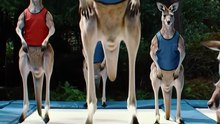 Gang of Kangaroos playing on a Trampoline