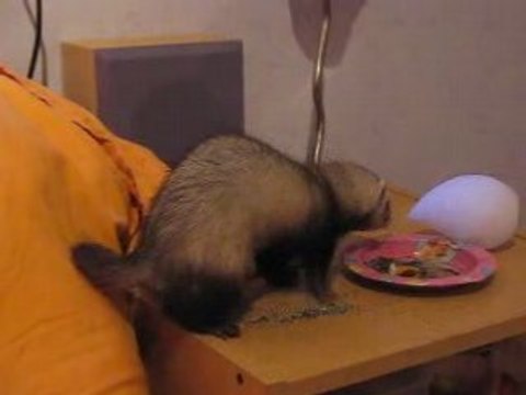 Ma furette, Candice [5]