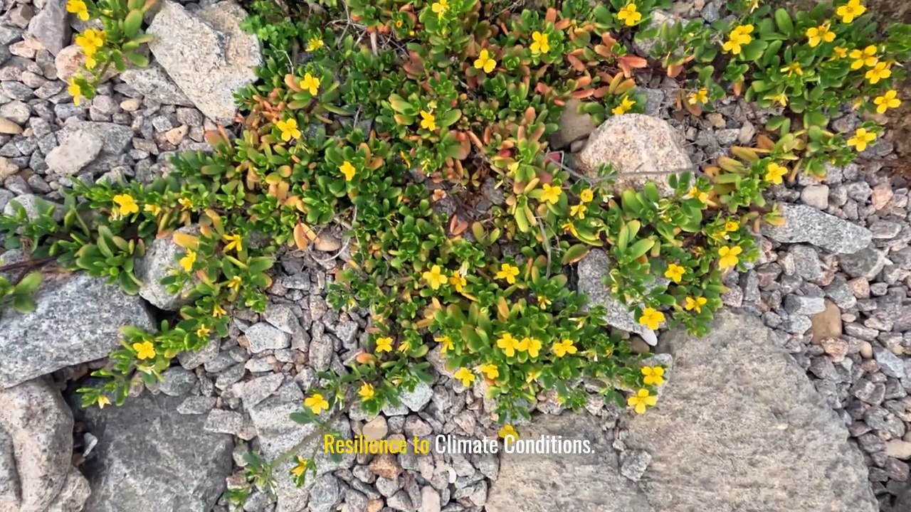 Incorporating Native Plants into Your Landscape Design