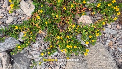Incorporating Native Plants into Your Landscape Design