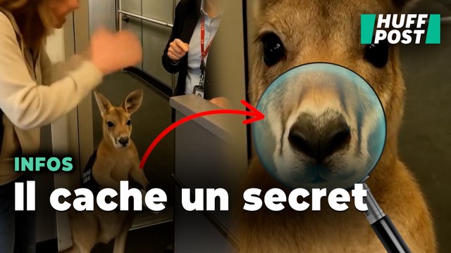 Ce kangourou bloqué à l'aéroport a ému les internautes, mais il est tout sauf un animal mignon