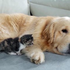Prietenie pură: Golden Retriever și pisicuța micuță se joacă împreună! 🥰