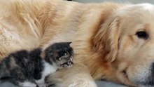 Prietenie pură: Golden Retriever și pisicuța micuță se joacă împreună! 🥰
