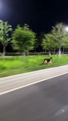 Viteză Maximă – Păstorul German Supersonic! 🐕💨 / Top Speed – The Supersonic German Shepherd!