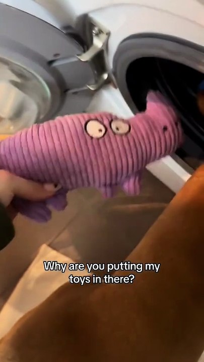 Câine trist când stăpâna îi spală jucăriile și le vede în mașina de spălat!🐶